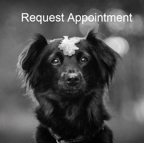 Black Dog with Leaf - Request an Appointment
