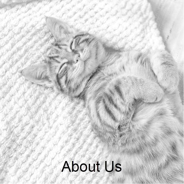 Cat Smiling - About Us